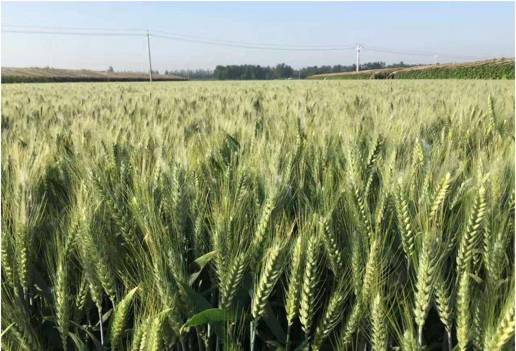 原创杂交小麦之父李振声曾让小麦产量超越水稻现年90岁高龄