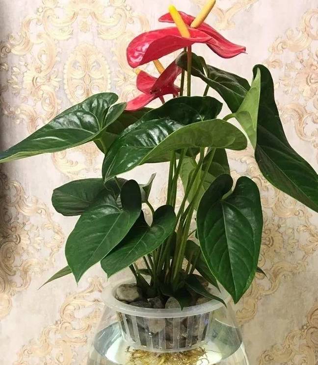 红掌又叫花烛,如果土培总是养不好,处在垂死挣扎期,不妨试试水培,也许
