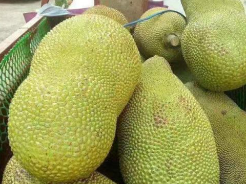 没想到菠萝蜜是这样的水果,还被这家人吃出了历史新高度_地区_什么_果