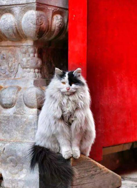 原创故宫里有上百只猫保安全凭自己实力生活不会破坏任何古建筑