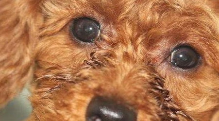 原创泰迪那么受欢迎为何被弃养网友这7点很可怕