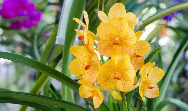 它是四君子之一,曾经被这个市的人炒到天价,现在已经"烂大街"_君子兰