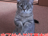 原创泰迪那么受欢迎为何被弃养网友这7点很可怕