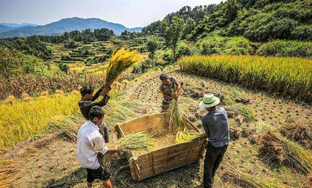 锄禾日当午中锄禾何解学者蒙曼理解为种庄稼对不对
