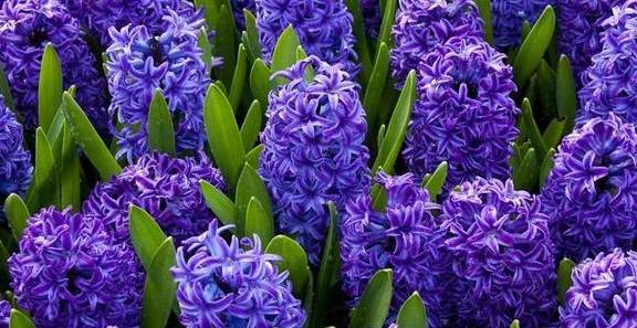 风信子开花成簇,却不爱生根,这3个"问题"做到位,就不怕!_植物_地方_养