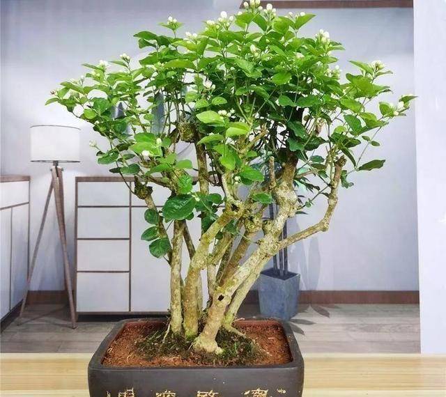 原创原创5种有香气的小盆景越养越值钱养在客厅里又香又大气