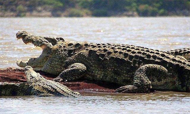 原创传奇巨鳄古斯塔夫传闻伤害300多人连机枪都无法奈何它