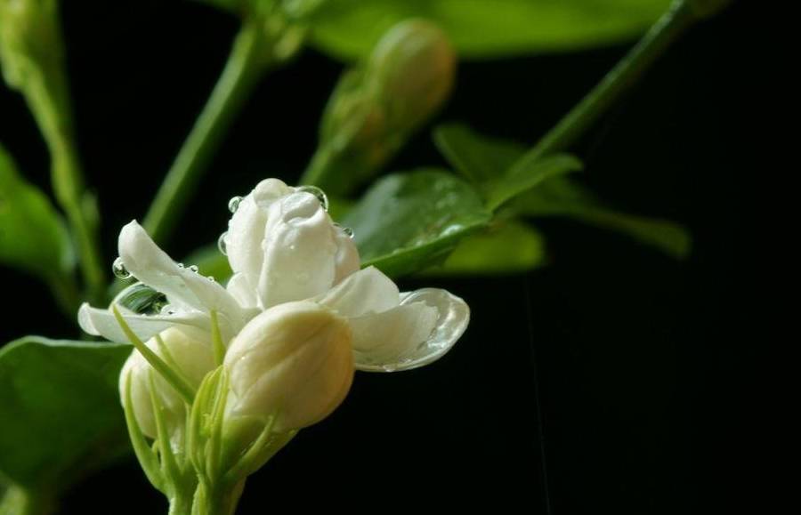 茉莉花"压条"繁殖不了解一下?省时省力,茉莉花香飘满屋_枝条_土壤_叶
