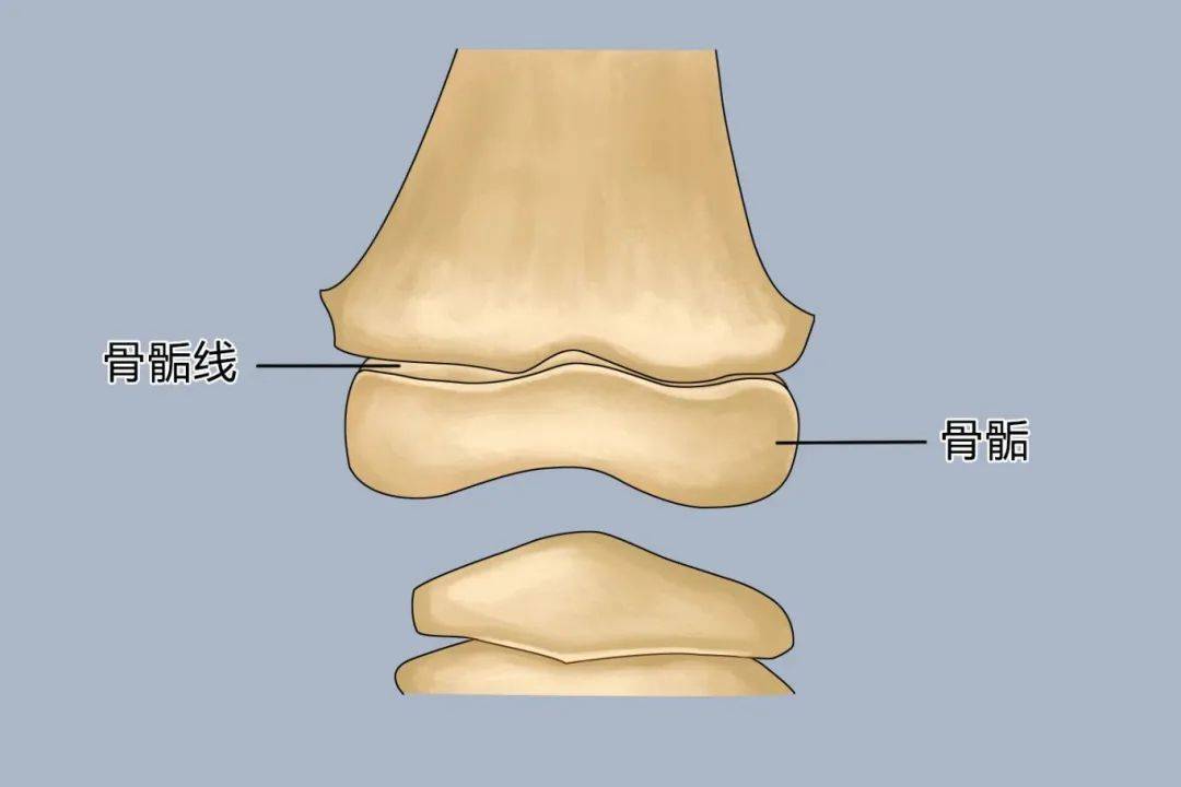 生长激素是一种特殊的蛋白质,具有促进骨骼线性生长的作用,正常使用并