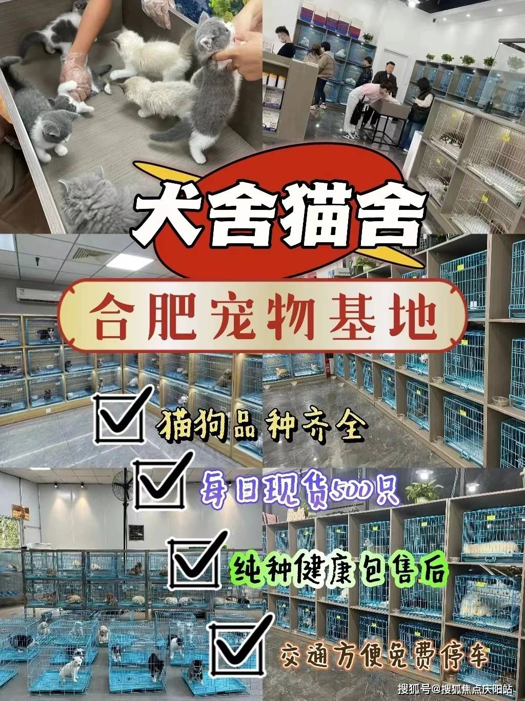 合肥买金毛首页网站丨金毛犬多少钱一只合肥金毛犬多少钱一只丨买宠物