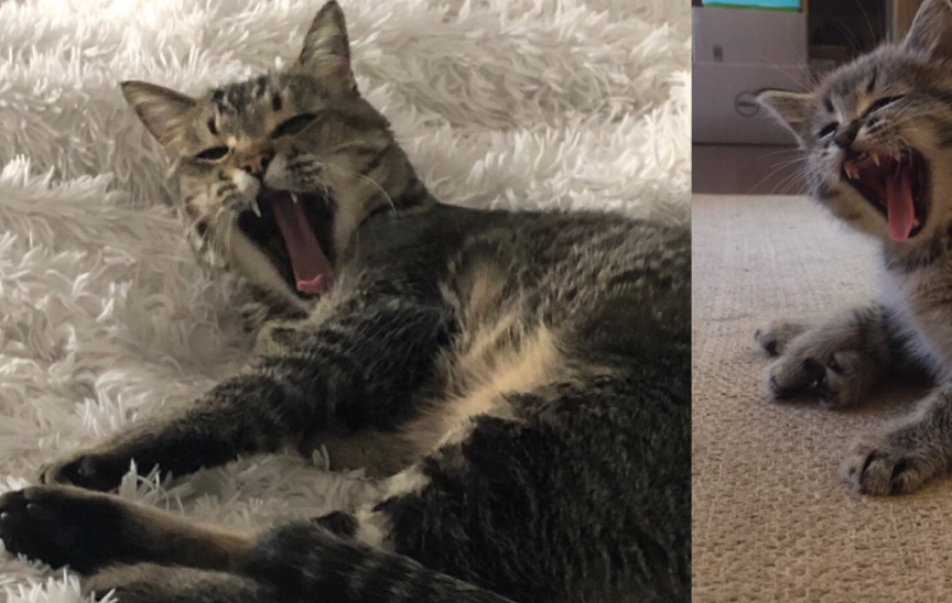 变成霸气大佬这只猫只用了一年时间