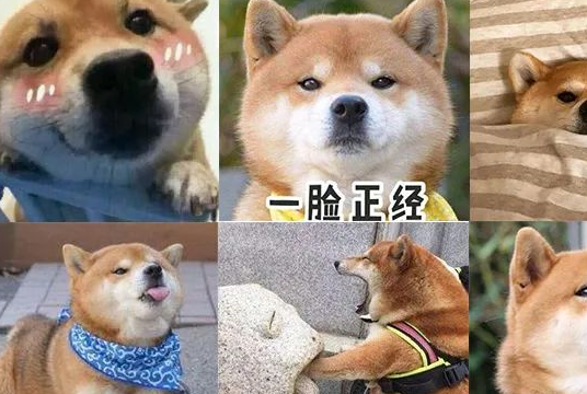 而最近,阿车被安利了一个"表情包生产基地",活泼阳光的柴犬在空地上