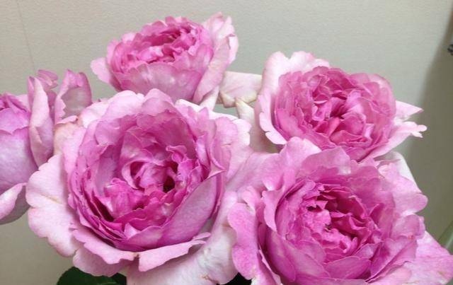 原创原创40个伊芙系列品种介绍浓香大花月季不容错过许木木