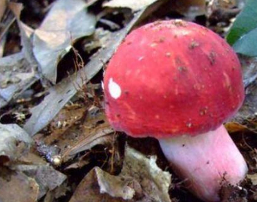 的三种野味,图一增强抵抗力,图三口感比蜜还要甜_羊肚菌_红菇_氨基酸