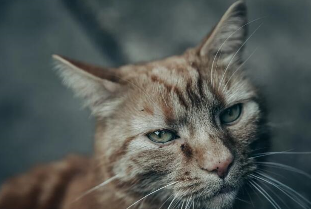 原创收拾咬人猫的前提下先了解猫咪为什么要咬人