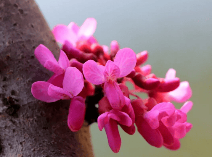 芳草鲜美,遍地芬芳.细柳如丝,烟雨如织.四月,是欢闹的时节.