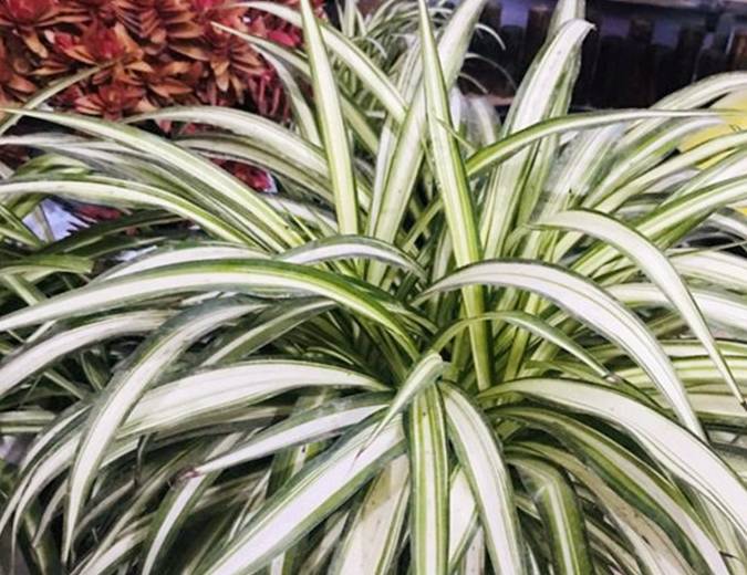 养吊兰有3个误区别触碰否则根系不保黄叶来袭莫忽视