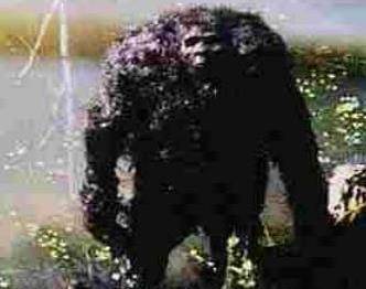 原创大兴安岭突现野人行径抓捕后意外发现世外文明传说生物被活捉