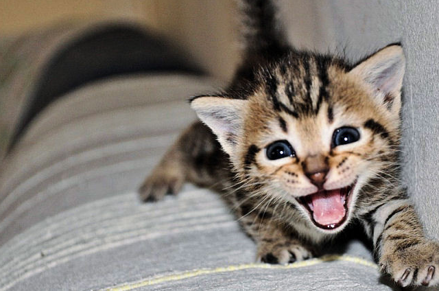 原创猫不开心的4种判断方法养猫的你一定要知道