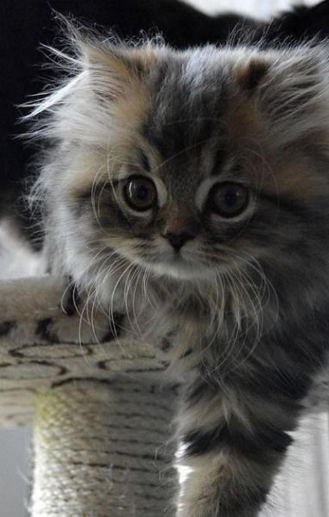 原创最具视觉震撼力的猫品种有哪些你家的猫咪是什么品种