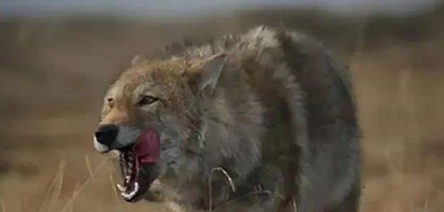 原创12年前成都女孩把狼当儿子带回家11年后在草原与它再次相认