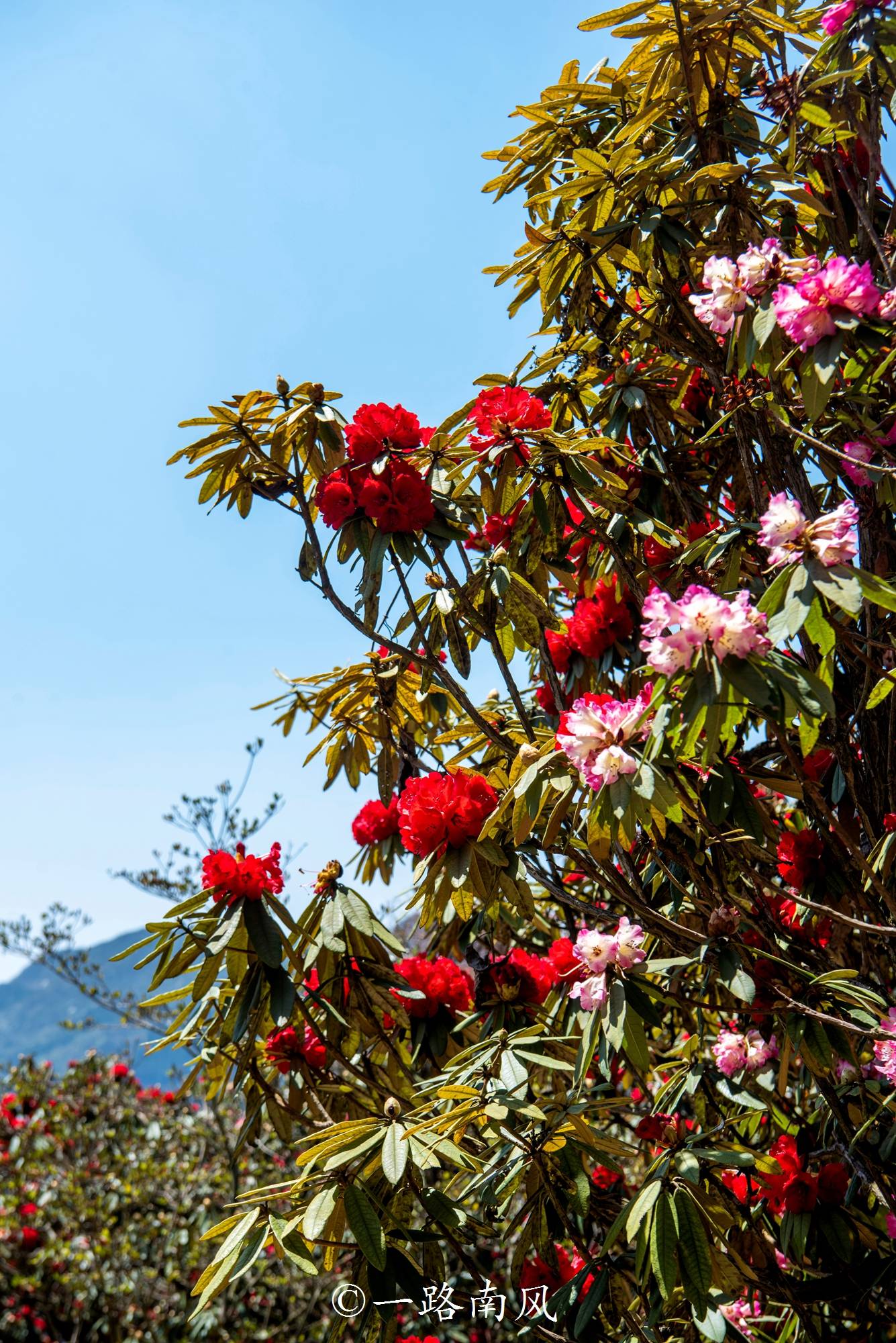 杜鹃_风景区_百里