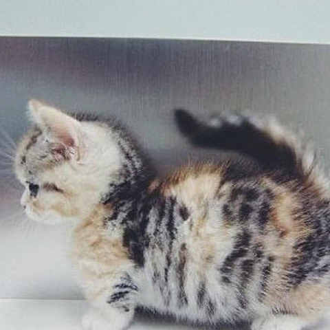 原创最具视觉震撼力的猫品种有哪些你家的猫咪是什么品种