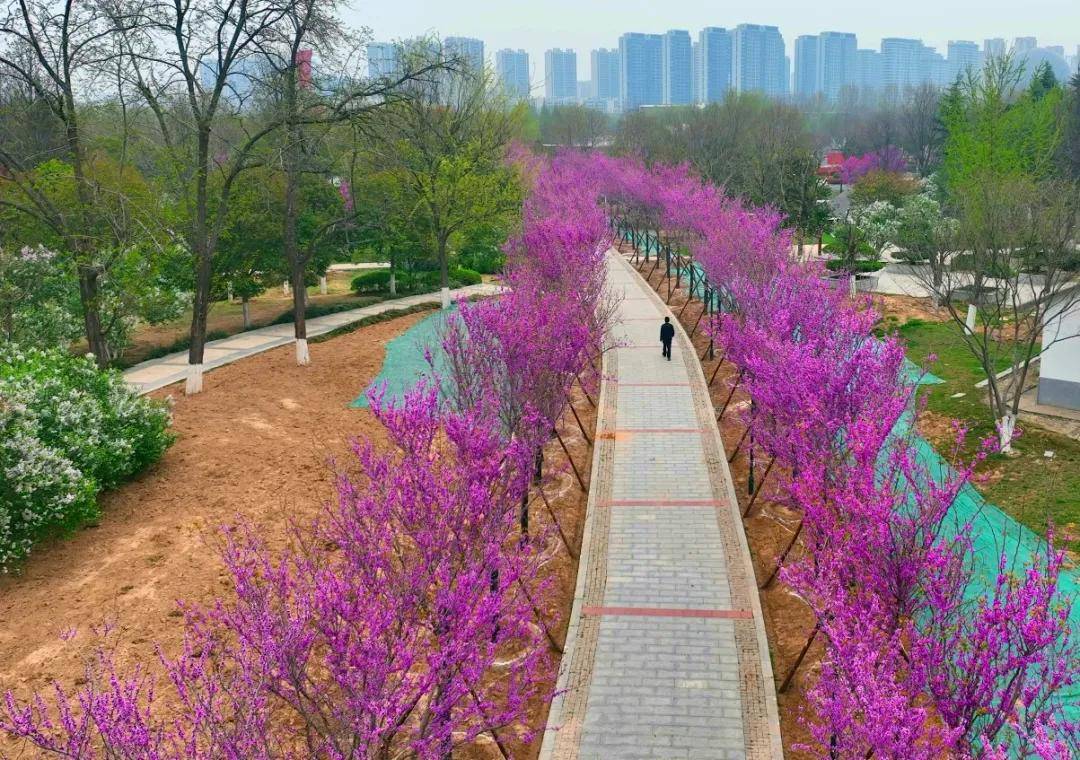 带你走进商丘市日月湖景区的紫荆树花海