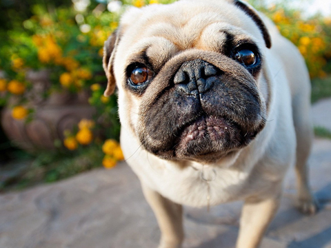 壁纸 动物 狗 狗狗 480_360