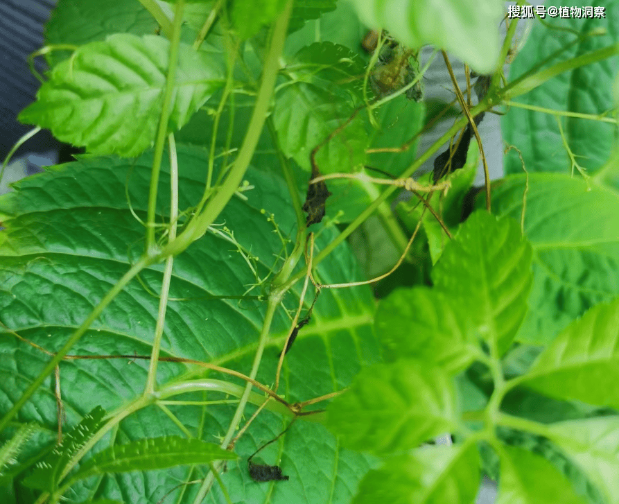 小的时候家里的老人还常常采摘它来当野菜吃