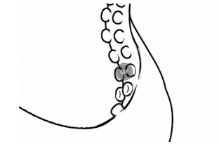 【绘屏教育】章鱼触手怎么画？教你画触手的简单技巧！(图11)