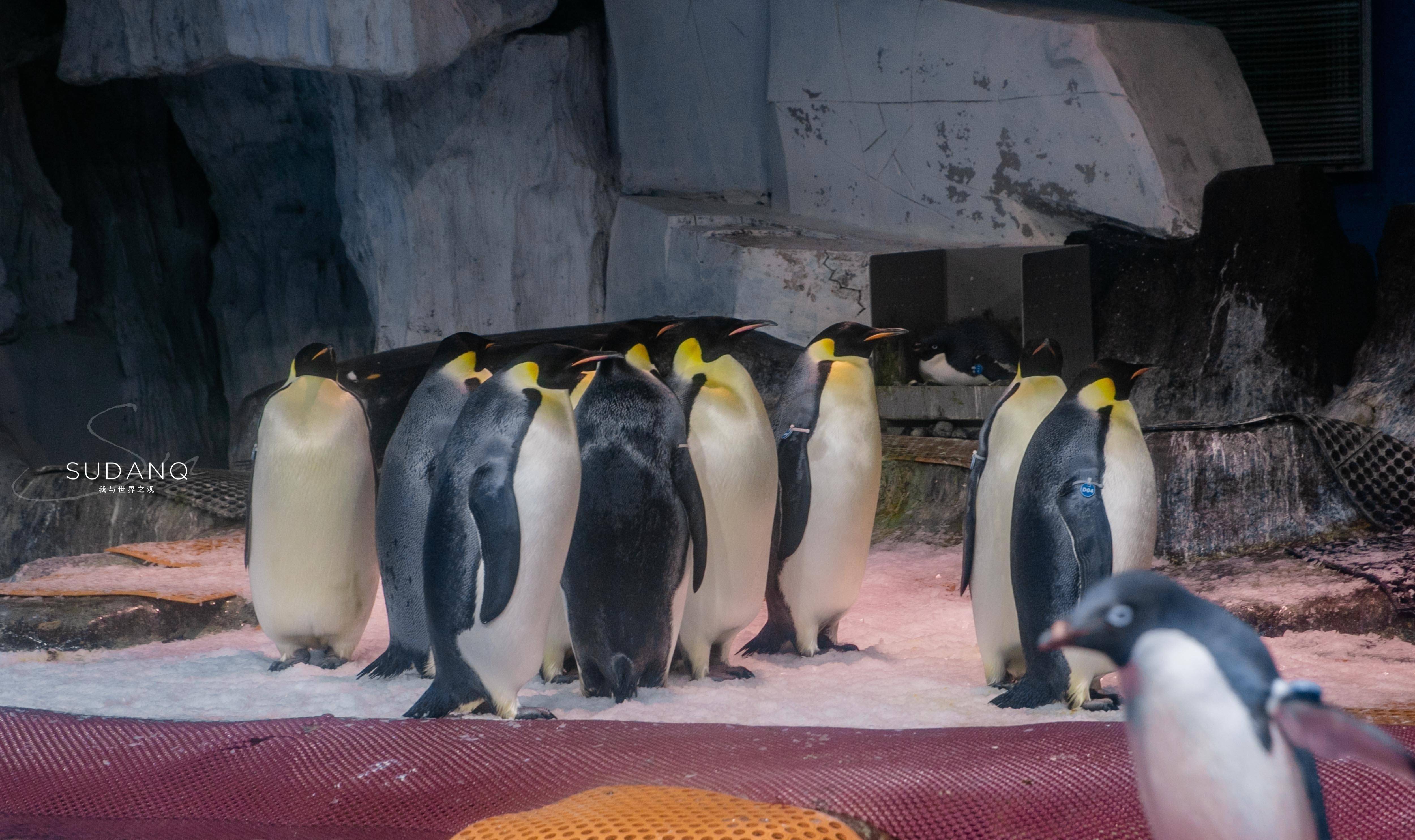 武汉也有一片"海洋世界",潜水喂食鲨鱼太刺激_极地_动物_白鲸
