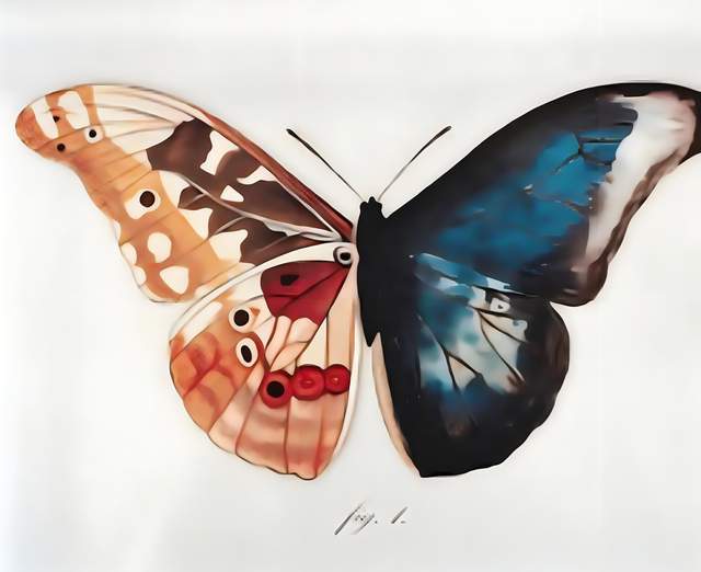 我不对称我有理,我还有毒怎么啦!见了这种蝴蝶千万别乱碰