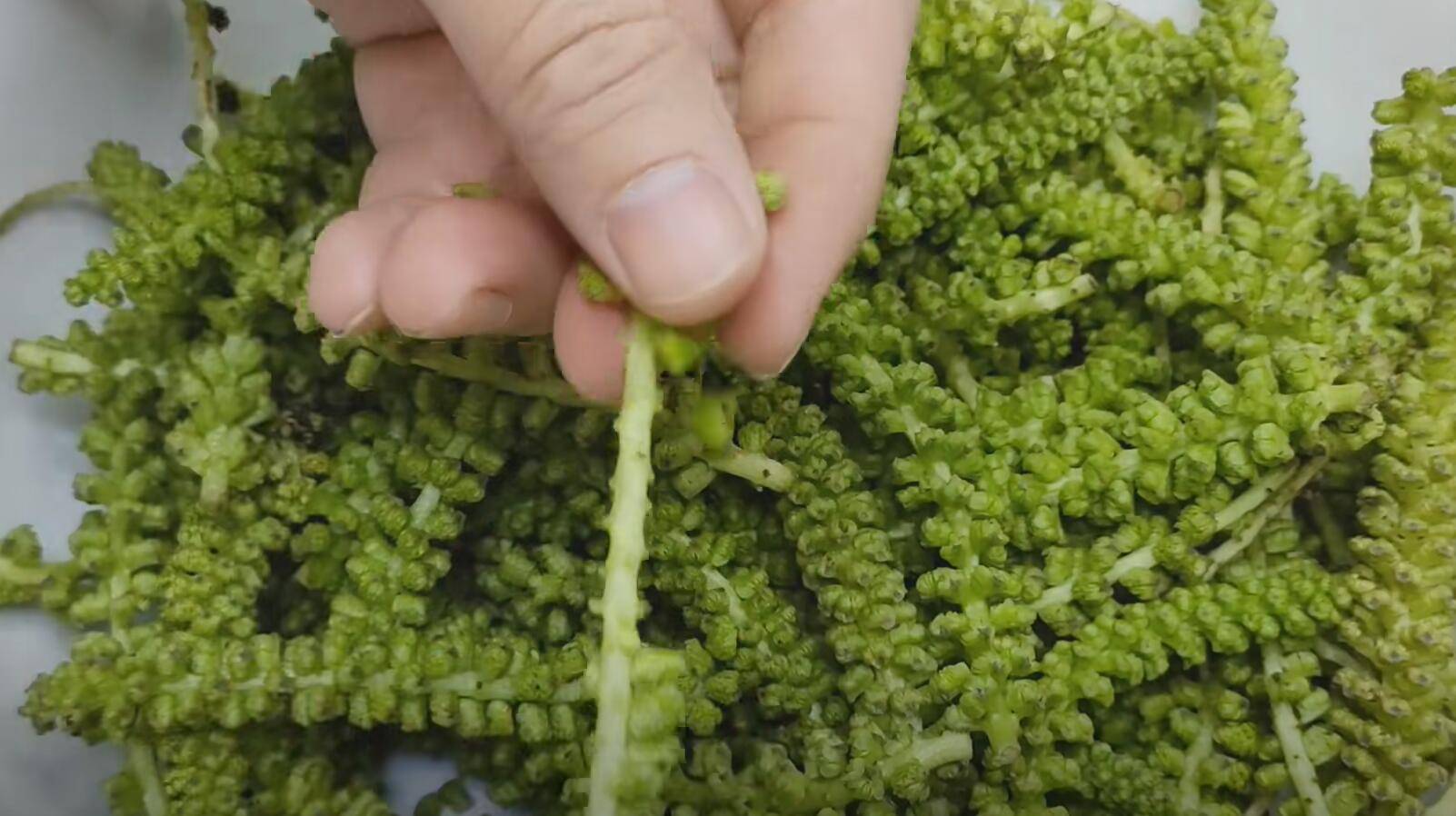 天然长寿菜原来是它一补脑二防便秘三降三高可没人懂