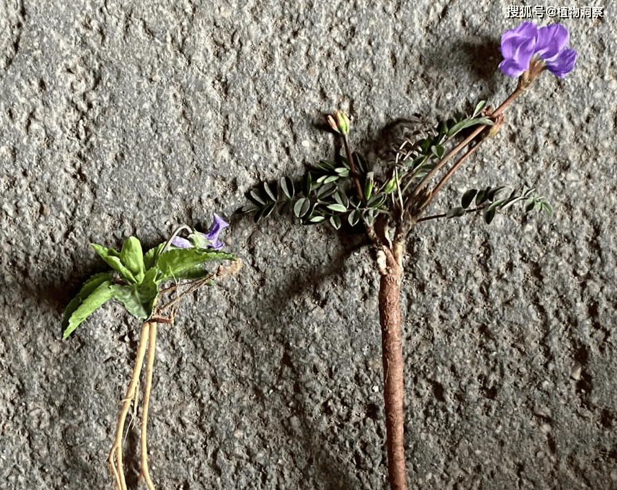 紫花地丁储存图片