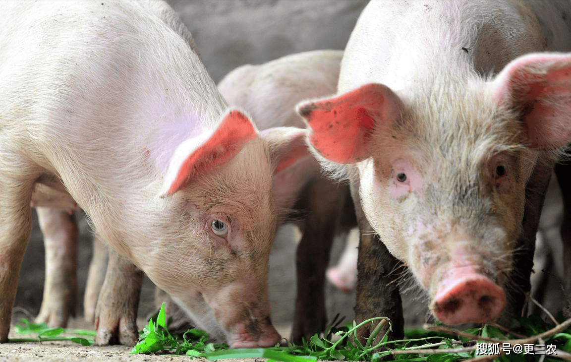 原创清明利好爽约猪价遇冷连降下跌逻辑找到4月4日猪价