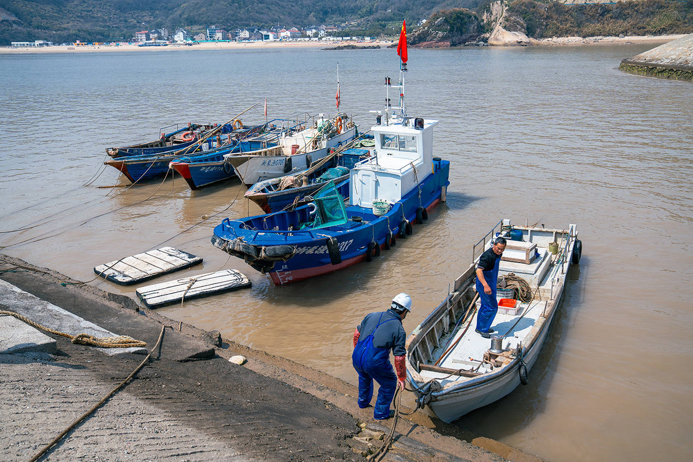 寻找浙江春季时令海鲜川乌为何这普通的马鲛鱼卖到一百块一斤