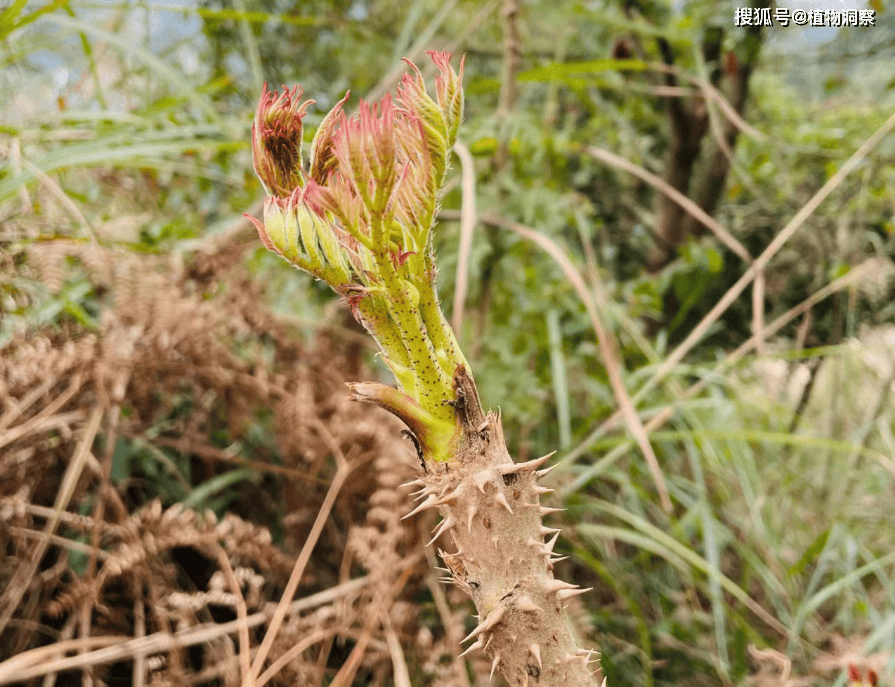 野菜_白色_家乡