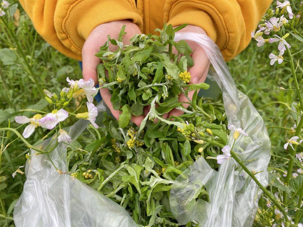 水牛花图片 来自搜狐网