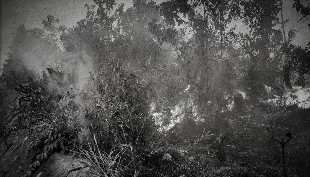 知青文摘|梁云平:毁林开荒_大树_森林_海南岛