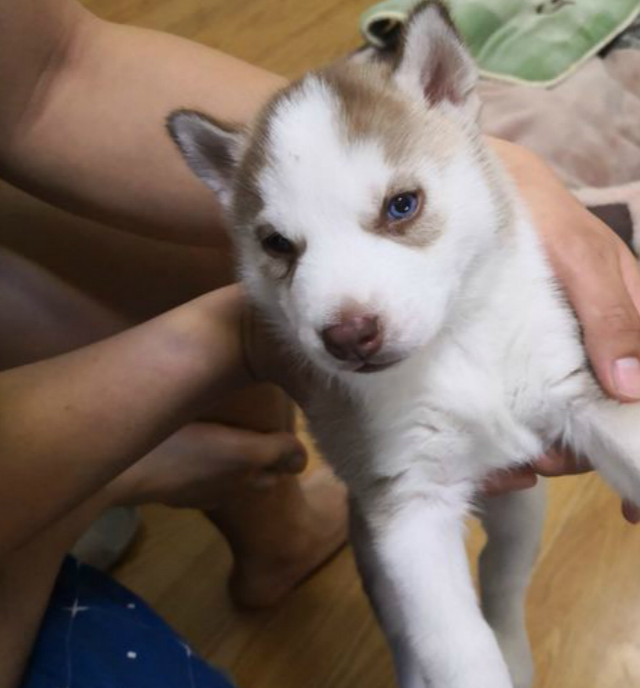 哈士奇幼犬的样子