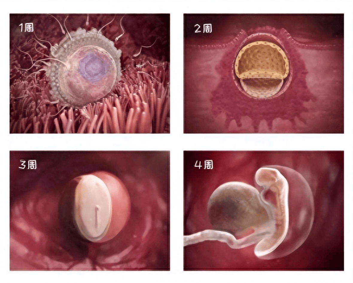 怀胎十月受精卵变新生儿,胎宝怎么成长？一组生命起源图揭开人类成长的奥秘