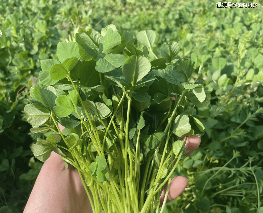 苜蓿草_植物_时候