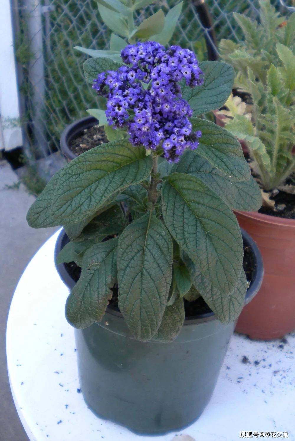 原创花朵有冰淇淋香味的香水草可以养成盆栽或园艺造景可常年开花