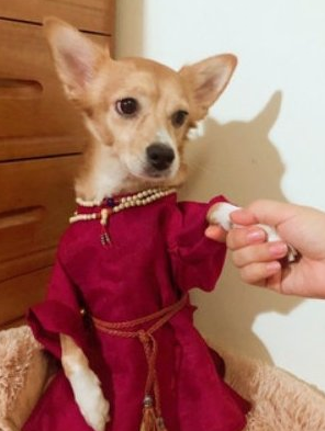 猫咪穿汉服,这谁顶得住啊,快来品品这是谁家的小娇娥