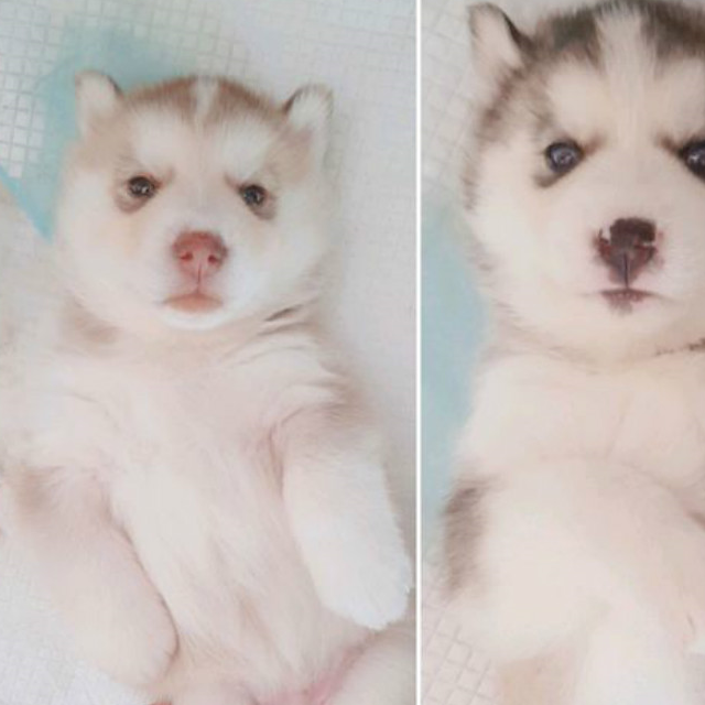 哈士奇幼犬的样子,好喜欢这样的你,原来小时候这么萌