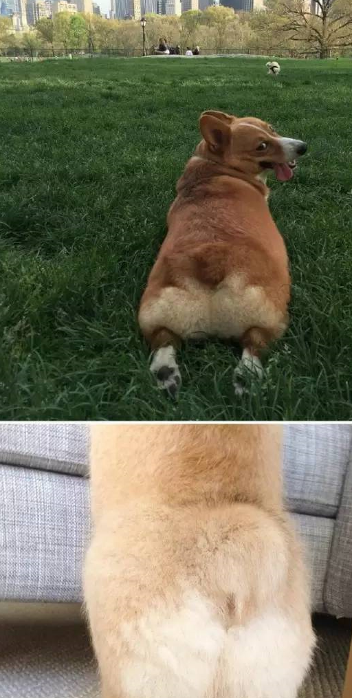 原创萌萌的柯基短短的尾巴通过对它们尾巴的认识我们来了解柯基