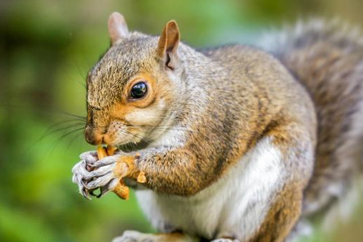 原创半仙云游四海遇松鼠泪流不止半仙点化松鼠诉说千古奇冤