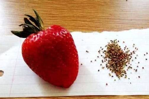 强迫症大神吃水果草莓石榴要去籽难道这样吃更过瘾