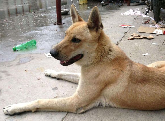 故事豆豆是条忠实的狗